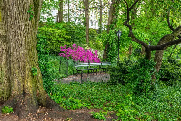 Spring Central Park New York City — Stock Photo, Image