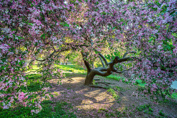 Spring in Central Park, New York City with Japanese Cherry trees