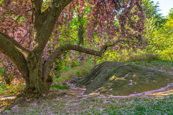 Jaro Central Parku New York City Japonskými Třešněmi — Stock fotografie