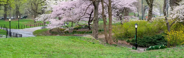 Primavera Central Park Nova York Com Cerejeiras Japonesas — Fotografia de Stock