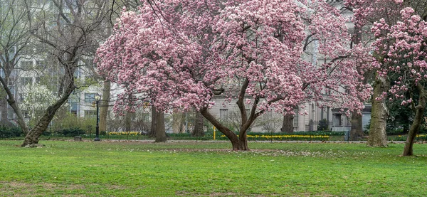 日本の桜のあるニューヨーク市中央公園の春 — ストック写真