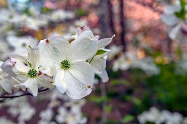 Cornus Florida Kwitnący Dogwood Jest Gatunkiem Drzewa Kwitnącego Rodziny Cornaceae — Zdjęcie stockowe