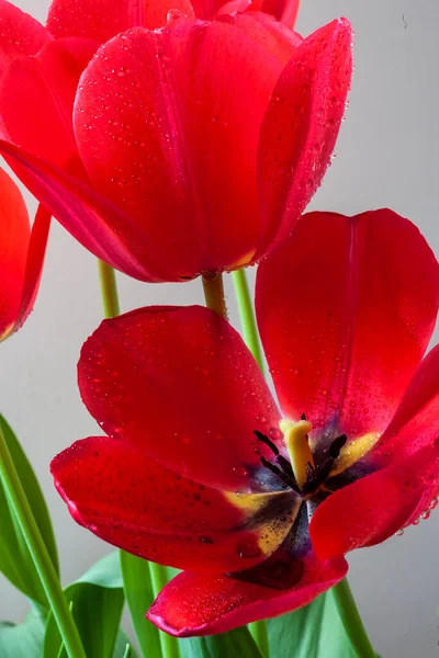 Tulip Wiosną Aranżacji Tle Studio — Zdjęcie stockowe