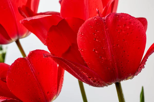 Tulipano Primavera Arrangiamento Sfondi Studio — Foto Stock