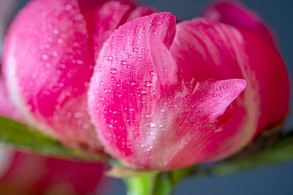 Тюльпан Весной Аранжировке Заднем Плане Студии — стоковое фото