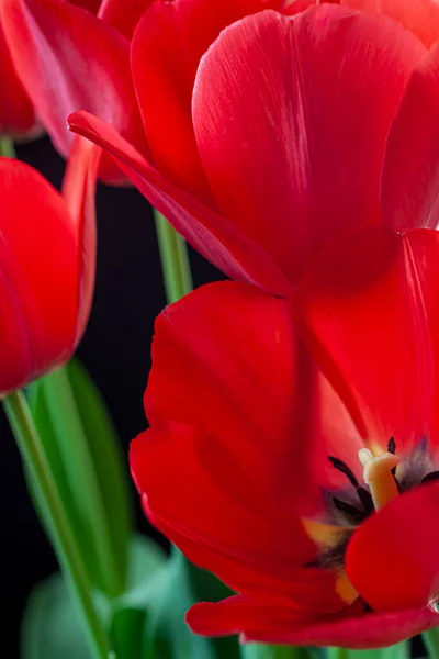 Tulip Spring Arrangemnt Backgrounds Studio — Stock Photo, Image