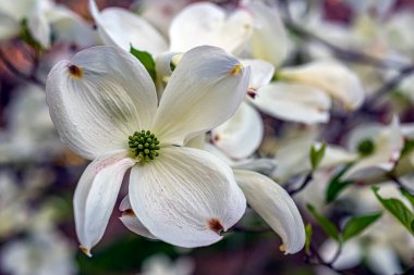 Cornus Florida, Cornaceae familyasından çiçek açan bir ağaç türüdür.