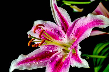 Lilium, Stargazer zambağı doğulu bir zambak türü.