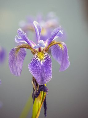 İris xiphium, yaygın olarak İspanyol İris olarak bilinir.