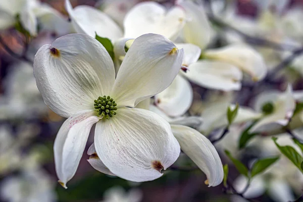 Cornus Florida Cornaceae Familyasından Çiçek Açan Bir Ağaç Türüdür — Stok fotoğraf