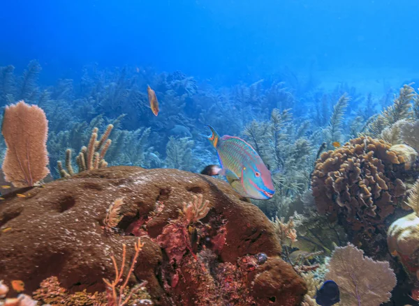 Barriera Corallina Dei Caraibi Largo Della Costa Dell Isola Roatan — Foto Stock