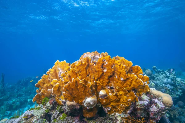 Barriera Corallina Dei Caraibi Largo Della Costa Dell Isola Roatan — Foto Stock