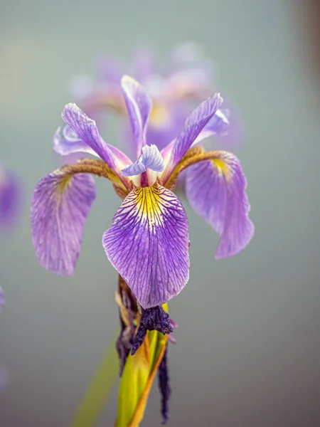 Iris Xiphium Allmänt Känd Som Den Spanska Iris — Stockfoto