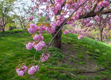 Baharın başlarında New York Central Park 'ta çiçek açan Japon kiraz ağacı.