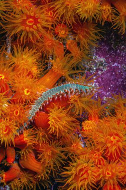 Sakallı ateş solucanı (Hermodice carunculata), Atlantik Okyanusu 'na özgü bir tür deniz kılkurdu türüdür.