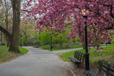 Baharın başlarında New York Central Park 'ta çiçek açan Japon kiraz ağacı.