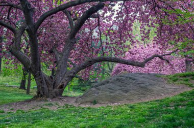 Baharın başlarında New York Central Park 'ta çiçek açan Japon kiraz ağacı.