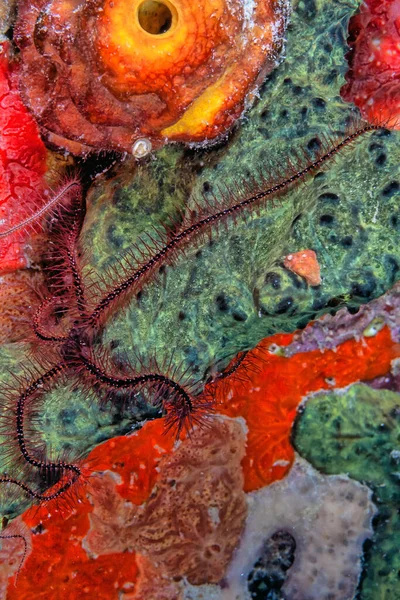 Estrelas Frágeis Estrelas Serpentes Noite Cais Cidade Largo Costa Bonaire — Fotografia de Stock