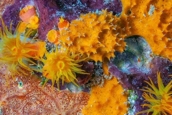 Orange Cup Coral Tubastraea Coccinea Belongs Group Corals Known Large — Stock Photo, Image