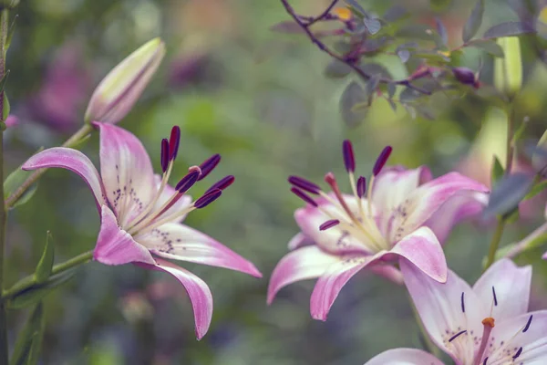 Shakespeare Garden Central Parku New York City — Stock fotografie