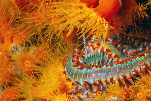 Bearded Fireworm Hermodice Carunculata Type Marine Bristleworm Belonging Amphinomidae Family — Stock Photo, Image