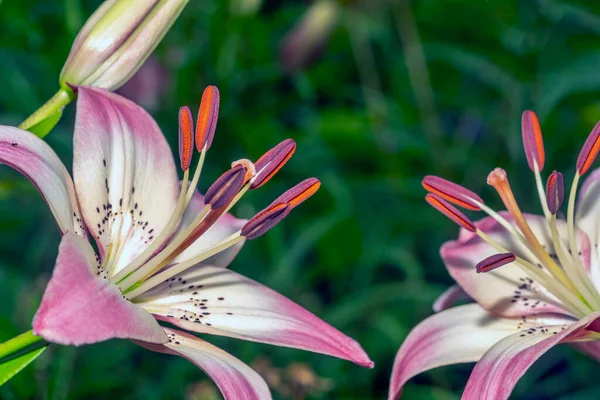 Shakespeare Garden Central Parku New York City — Stock fotografie