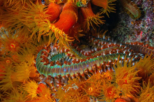 Хробак Hermodice Carunculata Вид Морських Коротконосиків Належать Родини Amphinomidae Родом — стокове фото