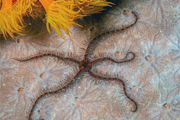 Brittle stars, serpent stars, at night at town pier off the coast of Bonaire