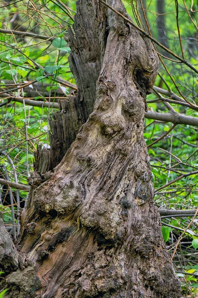 Мертвое Дерево Бесчинствах Центрального Парка Весной — стоковое фото