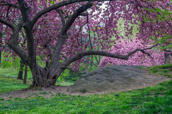 Flowering Japanese Cherry Tree Early Spring Central Park New York — Stock Photo, Image