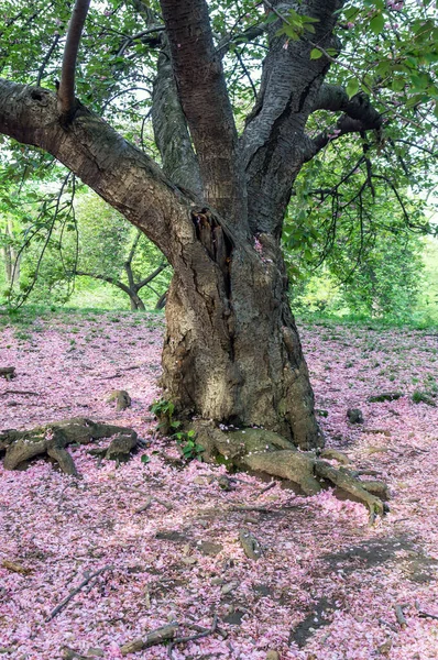 Flowering Japanese Cherry Tree Early Spring Central Park New York — Stock Photo, Image