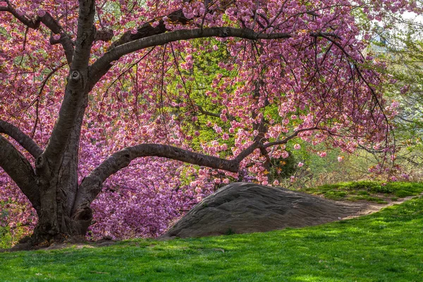 Flowering Japanese Cherry Tree Early Spring Central Park New York — Stock Photo, Image