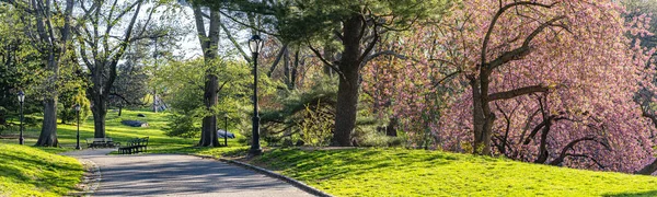 Blühender Japanischer Kirschbaum Frühen Frühling Central Park New York City — Stockfoto