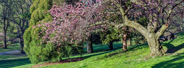 ニューヨーク市中央公園の早春の日本の桜の開花 — ストック写真