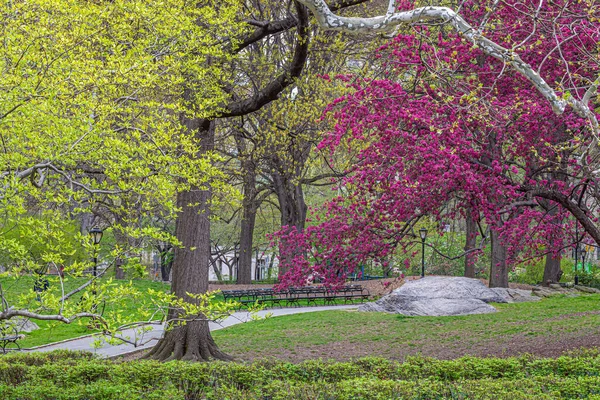 Frühling Central Park New York City — Stockfoto