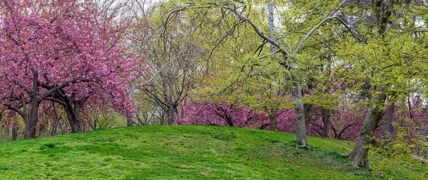 Blommande Japanskt Körsbärsträd Tidigt Våren Central Park New York — Stockfoto