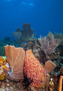 Karayip mercan resifleri Bonaire adasının kıyılarında bir tuhaflık var.