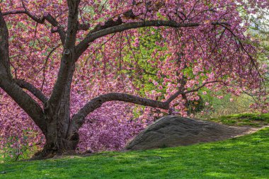 Baharın başlarında New York Central Park 'ta çiçek açan Japon kiraz ağacı.