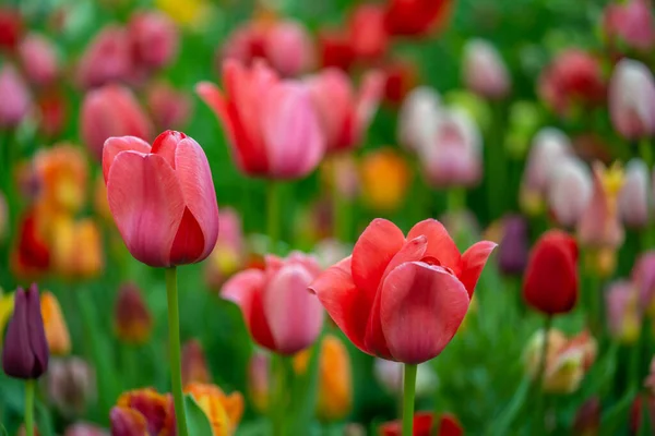 Tulip Musim Semi Diatur Central Park Nyc — Stok Foto