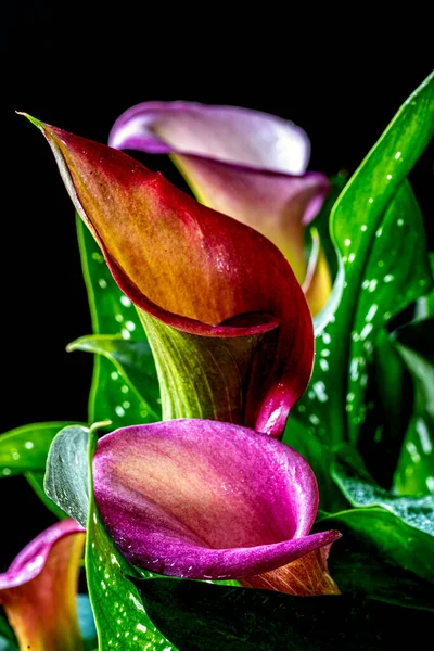 Calla Liliom Elrendezése Fekete Háttér — Stock Fotó