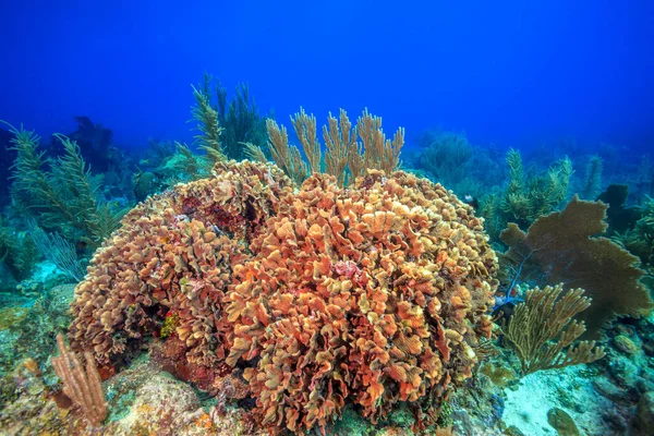 Caribbean Coral Reef Odd Coast Island Bonaire — Stock Photo, Image