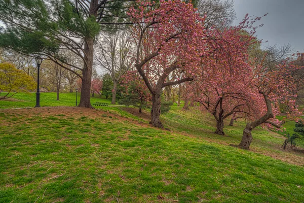 Floração Cerejeira Japonesa Início Primavera Central Park Nova York — Fotografia de Stock