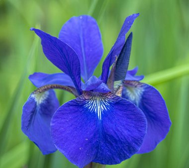 İris xiphium, yaygın olarak İspanyol İris olarak bilinir.