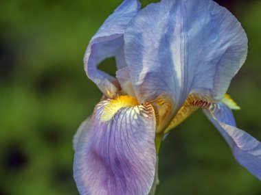 Iris Xiphium, yaygın olarak sakallı iris olarak bilinir.