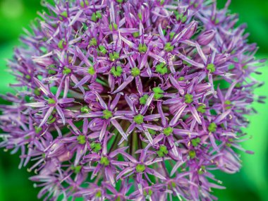 Allium giganteum, bilinen adıyla dev soğan, Asya kökenli bir soğan türüdür., 