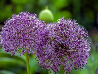 Allium giganteum, bilinen adıyla dev soğan, Asya kökenli bir soğan türüdür., 