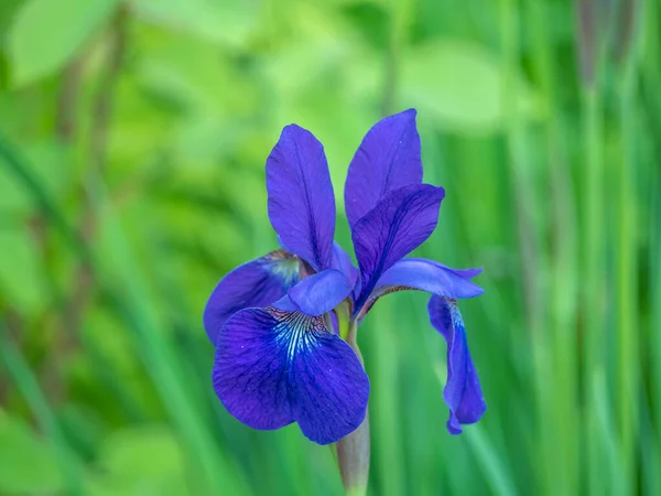 Iris Xiphium Allmänt Känd Som Den Spanska Iris — Stockfoto