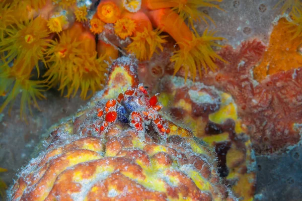 Orangefarbene Koralle Tubastraea Coccinea Gehört Einer Gruppe Von Korallen Die — Stockfoto