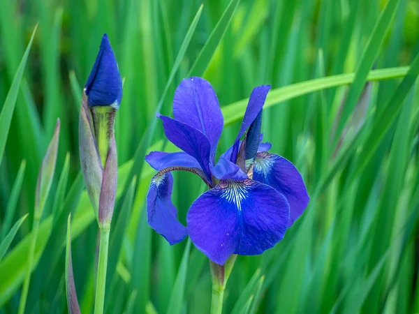 Iris Xiphium Allgemein Bekannt Als Die Spanische Iris — Stockfoto