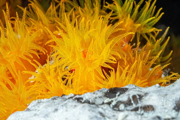 Copa Naranja Coral Tubastraea Coccinea Pertenece Grupo Corales Conocidos Como — Foto de Stock